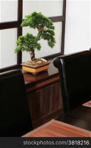 bonsai on a window sill at the Japanese restaurant