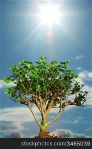 bonsai on blue sky background