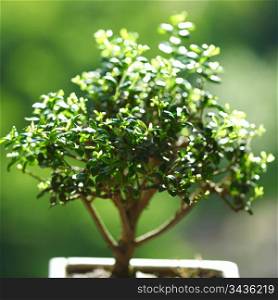 bonsai on green grass background