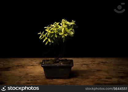 Bonsai on wooden surface