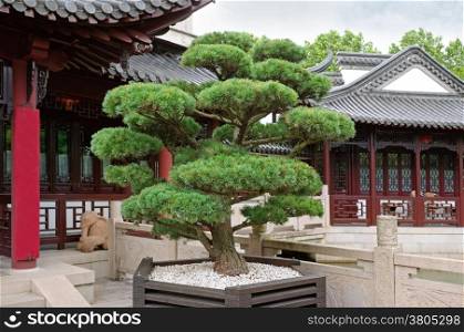 bonsai pine tree and a pagoda in the park