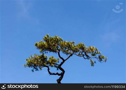 Bonsai shaped pine tree against clear blue sky under afternoon sun at Phu Kradueng National park, Loei - Thailand