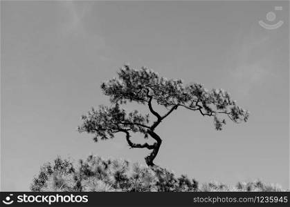 Bonsai shaped Pine tree against clear blue sky under afternoon sun at Phu Kradueng National park, Loei - Thailand. Black and white