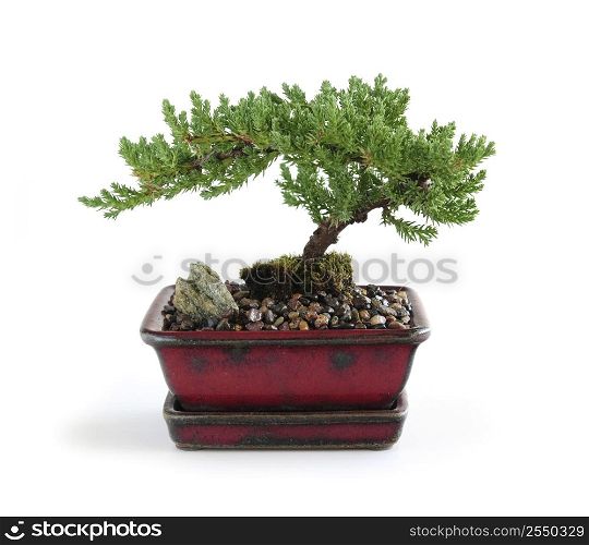 Bonsai tree in ceramic pot on white background