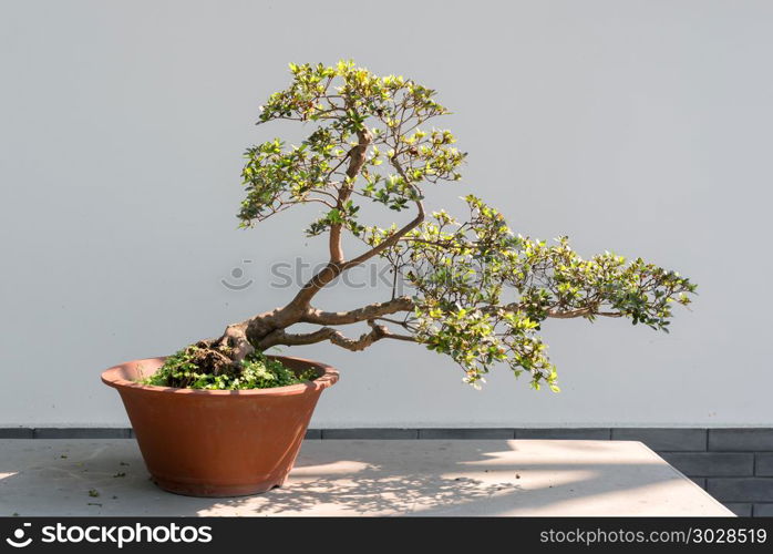 Bonsai tree in sunlight against a white wall. Bonsai tree in sunlight against a white wall in BaiHuaTan public park, Chengdu, China