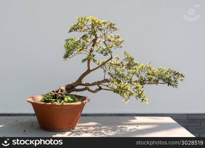 Bonsai tree in sunlight against a white wall. Bonsai tree in sunlight against a white wall in BaiHuaTan public park, Chengdu, China