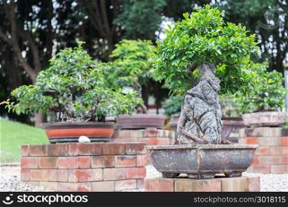 Bonsai tree on ceramic pot in bonsai garden for design.