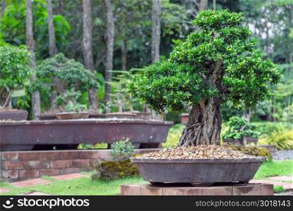 Bonsai tree on ceramic pot in bonsai garden for design.