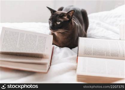 books near cat bed