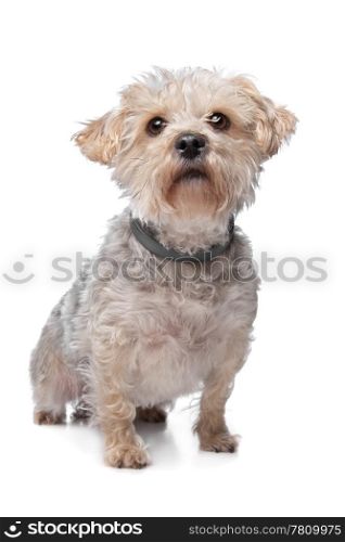 boomer. boomer dog in front of a white background
