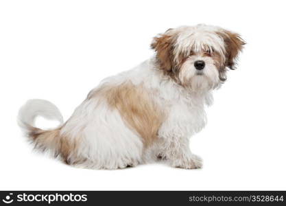 boomer dog. boomer dog in front of a white background