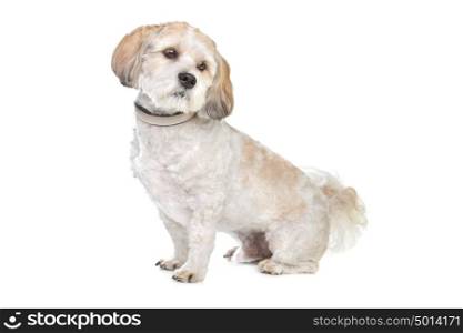boomer dog. boomer dog in front of a white background