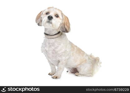 boomer dog. boomer dog in front of a white background