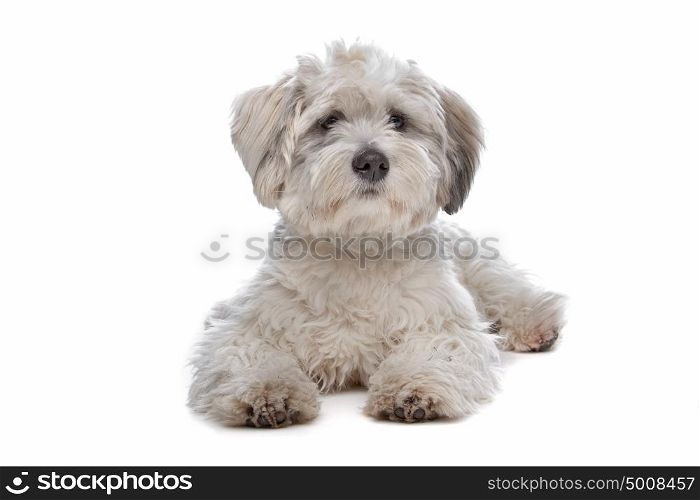 boomer, mixed breed dog. boomer, mixed breed dog in front of a white background