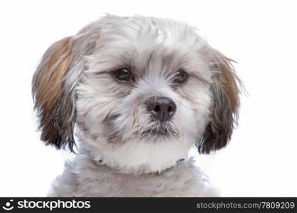 boomer, mixed breed dog. boomer, mixed breed dog in front of a white background