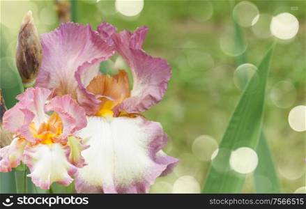 Booming irises close up in green garden with sun bokeh. Booming irises