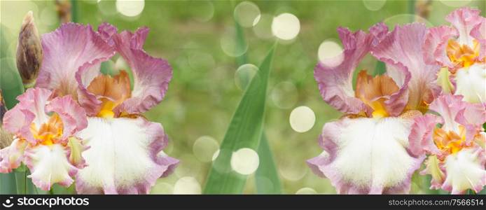 Booming violet irises in green garden with sun bokeh. Booming irises