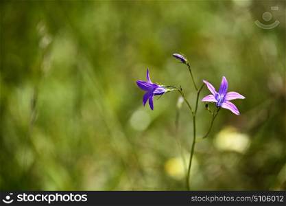 Booming violet wild flowers on the meadow in summer. Spring flower seasonal nature background
