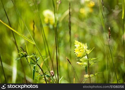 Booming yellow wild flowers on the meadow in summer. Spring flower seasonal nature background