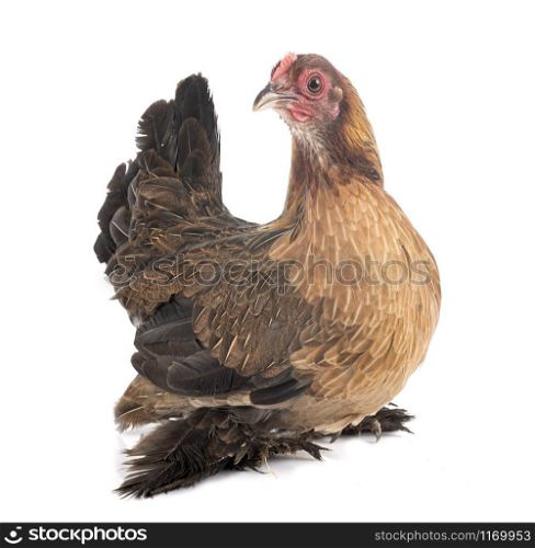 Booted Bantam in front of white background