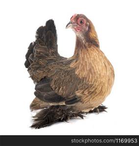 Booted Bantam in front of white background