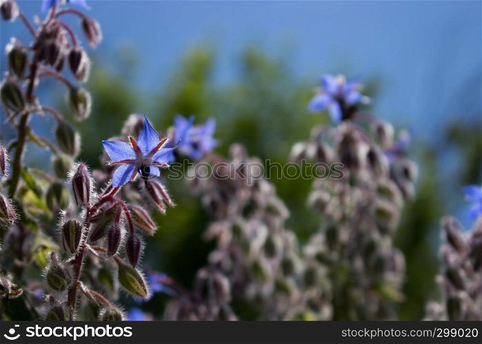 Borage is an antioxidant and anti-inflammatory plant, useful for the heart.