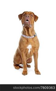 Bordeaux dog or French Mastiff. Bordeaux dog or French Mastiff in front of a white background