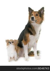 border collie and chihuahua in front of white background
