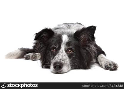 Border collie. Border collie in front of a white background