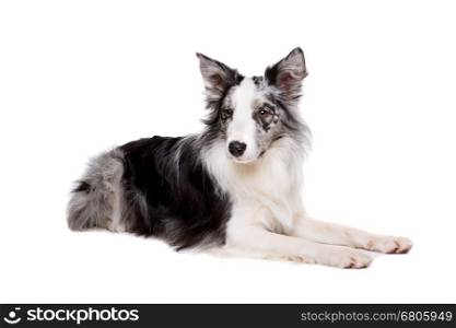 Border Collie. Border Collie in front of a white background