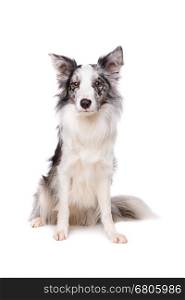 Border Collie. Border Collie in front of a white background