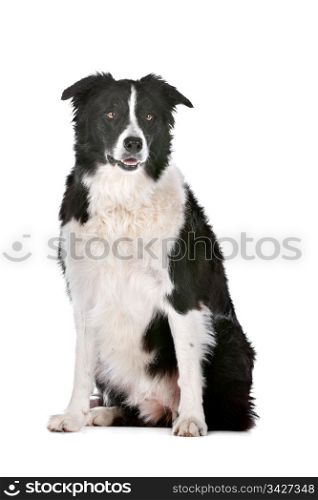 Border Collie. Border Collie sheepdog in front of a white background