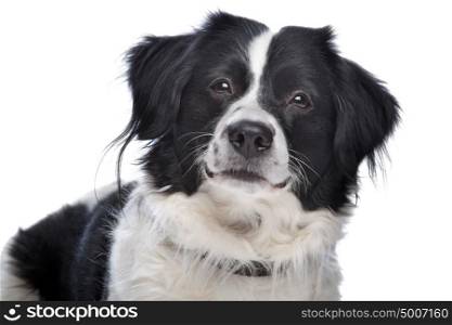 Border Collie. Border Collie sheepdog in front of a white background