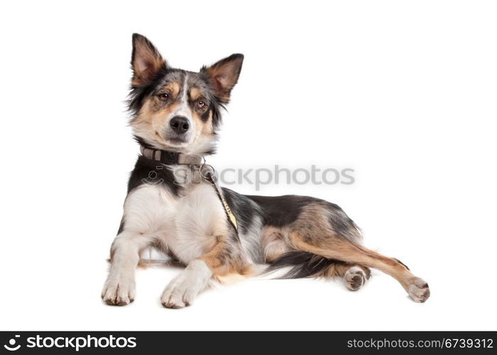 Border Collie. Border Collie sheepdog in front of a white background