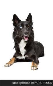 Border Collie dog. Border Collie dog lying in front of a white background
