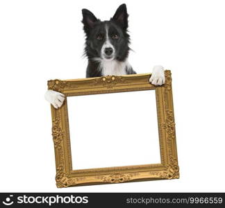 border collie dog holding an empty golden frame in front of a white background. border collie dog holding an empty golden frame
