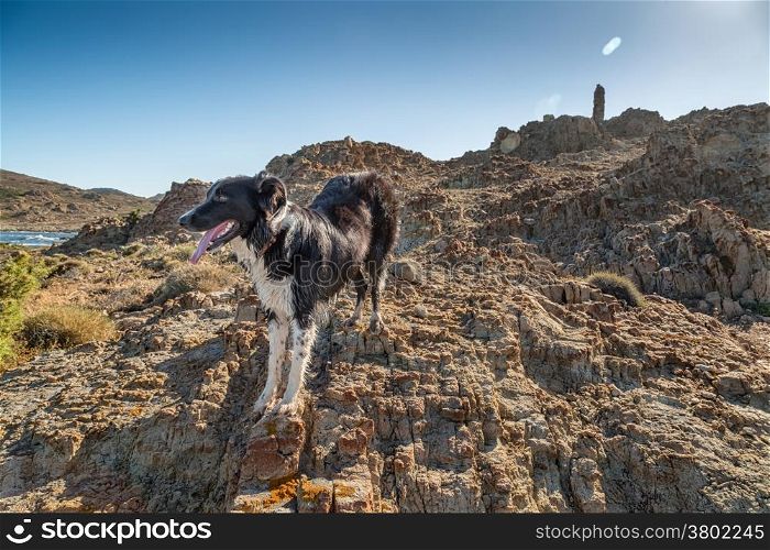 Border Collie dog in front of remains of ancient Genoese tower on the coast of the Desert des Agriates in north Corsica