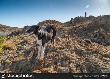 Border Collie dog in front of remains of ancient Genoese tower on the coast of the Desert des Agriates in north Corsica