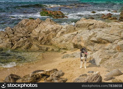 Border Collie dog plays amongst the rocks on Losari beach in Corsica