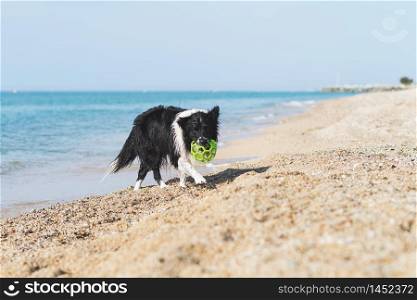 border collie dog with ball in mouth while running on the beach