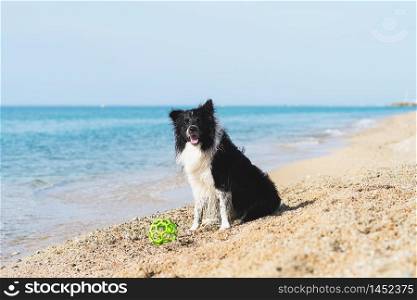 border collie dog with ball in mouth while sitting on the beach