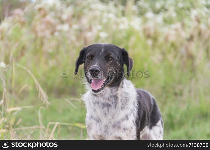 border collie dog working in the field