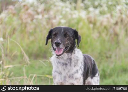border collie dog working in the field