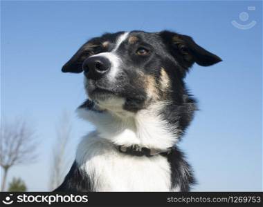 border collie in front of a blue sky