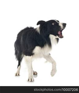 border collie in front of white background