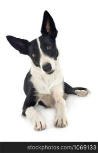 border collie in front of white background