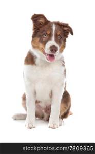 border collie puppy. border collie puppy dog in front of a white background