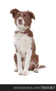 border collie puppy. border collie puppy dog in front of a white background