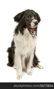 border collie sheepdog. border collie sheepdog in front of a white background
