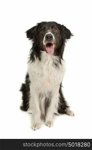 border collie sheepdog. border collie sheepdog in front of a white background